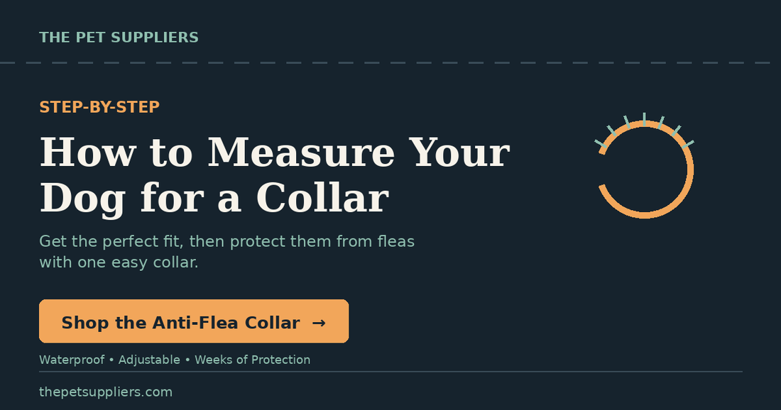 How to Measure Your Dog for a Collar (Step-by-Step Guide)