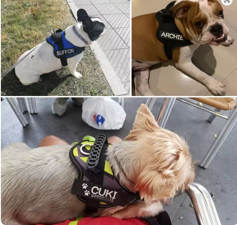 Personalized No-Pull Dog Harness – Reflective Adjustable Service Dog Vest with Custom Name Tag